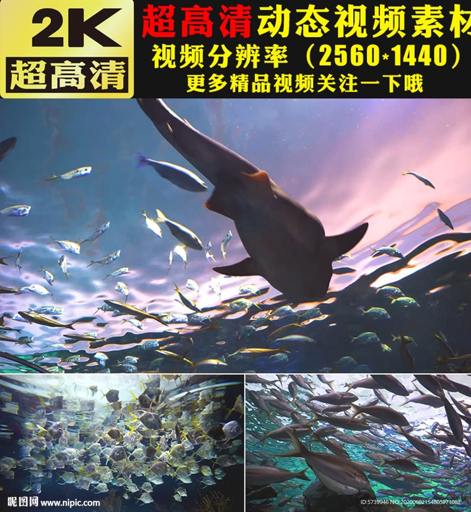 海洋海底世界鲸鱼鱼类生物视频