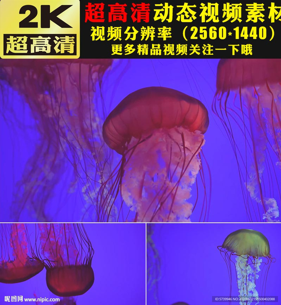 漂亮海水世界水母特写视频素材