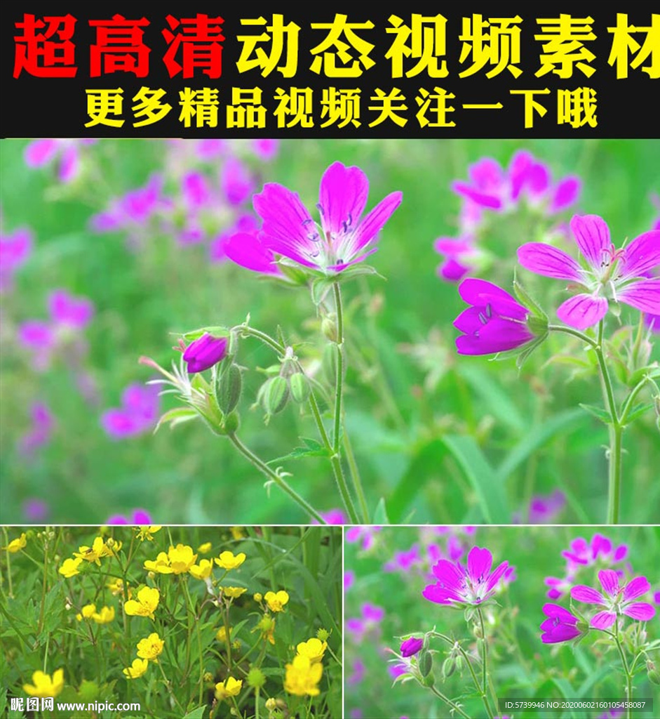 野外草地小草野花花朵盛开视频
