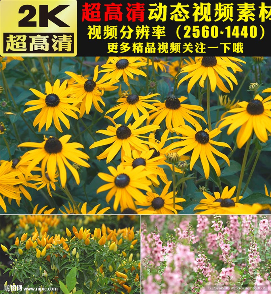 春天花海花朵盛开实拍视频素材