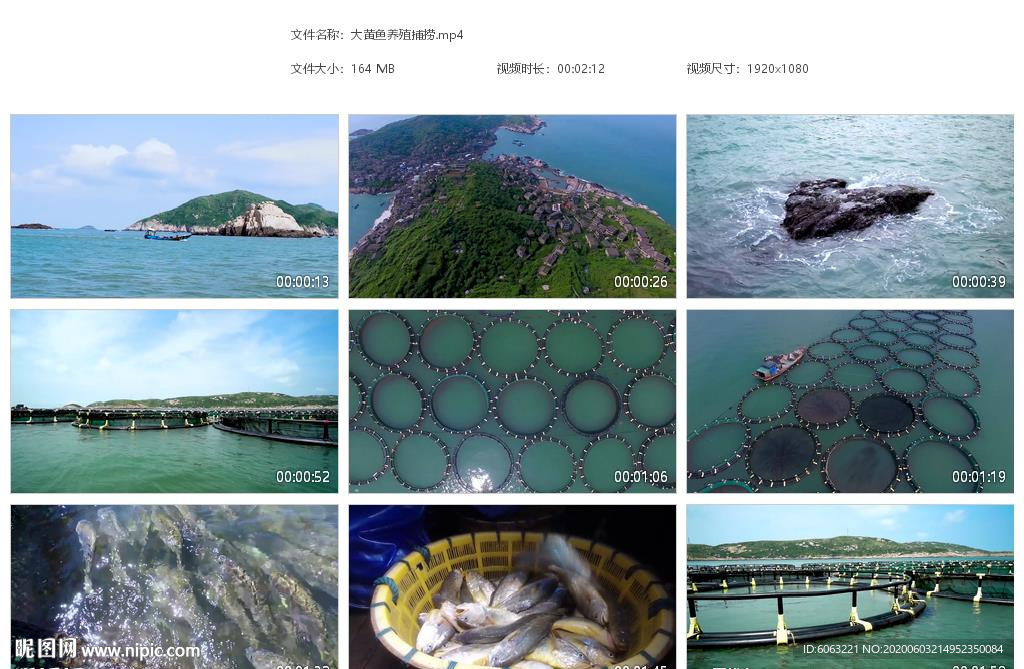 大黄鱼养殖场捕捞大黄鱼黄花鱼