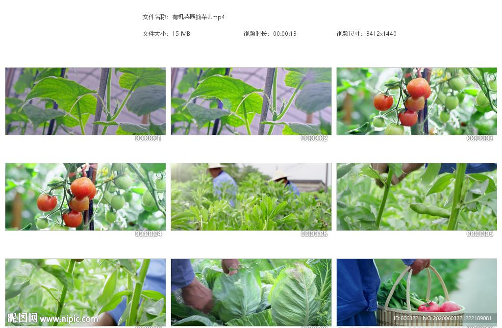 有机菜园摘菜摘蕃茄农场菜篮子