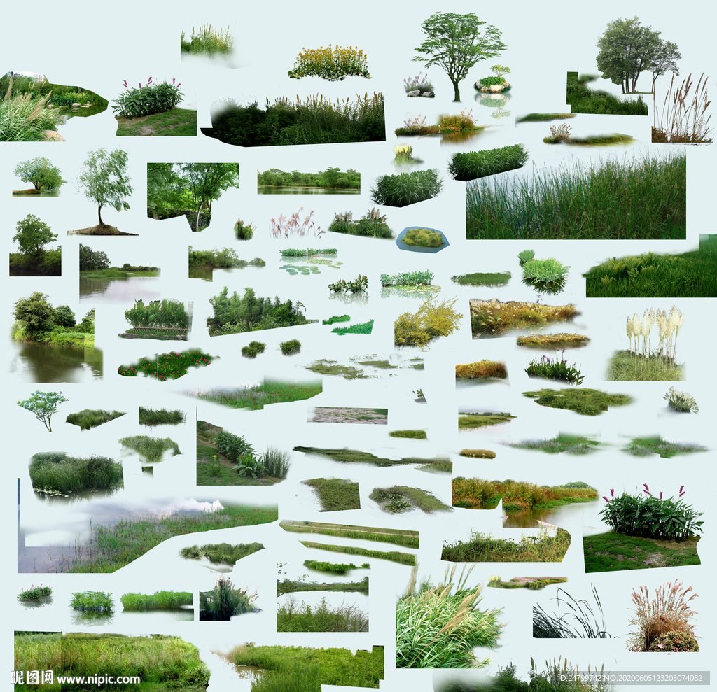 水生植物