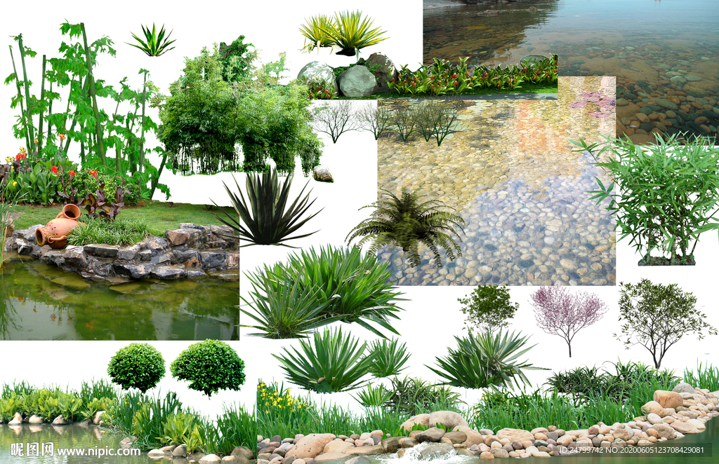 水生植物