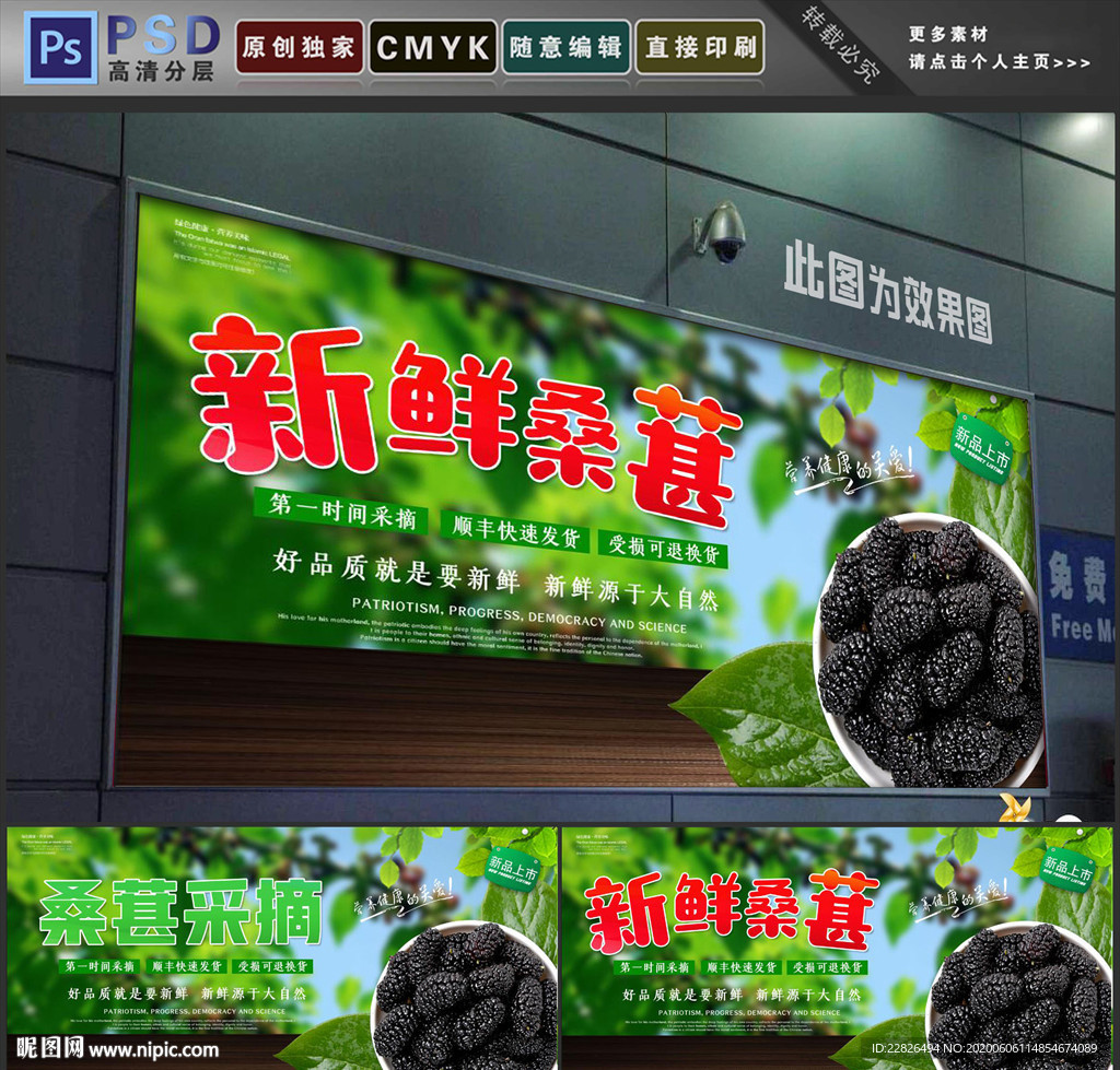 桑葚