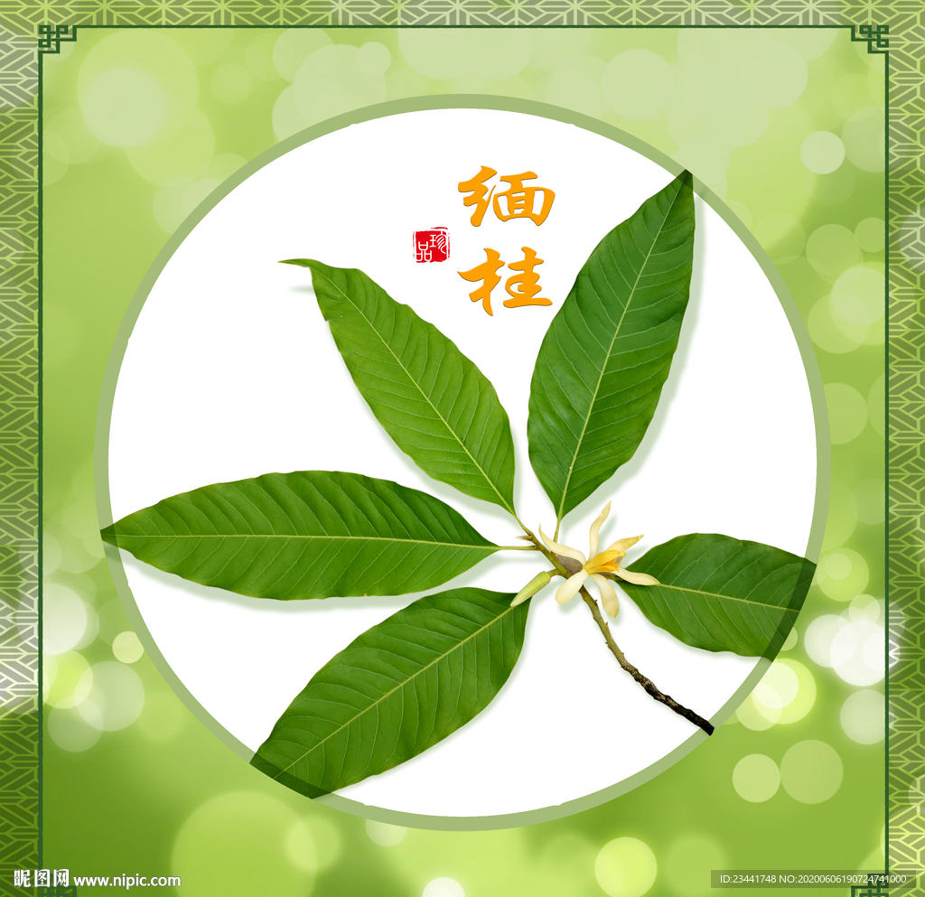 缅桂