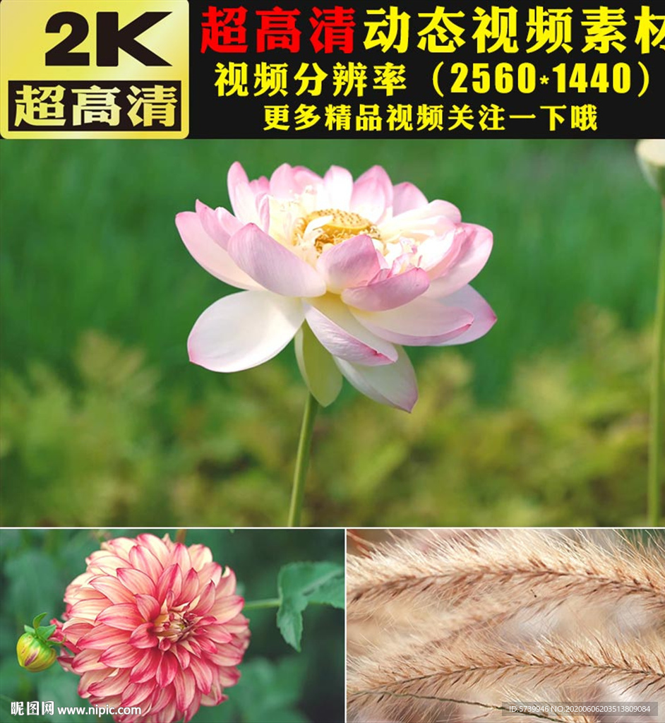 春暖花开春天鲜花花朵视频素材