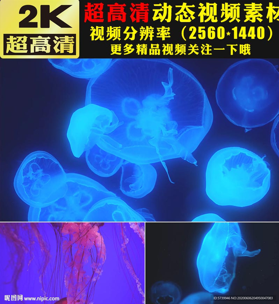 荧光水母游动特写视频素材