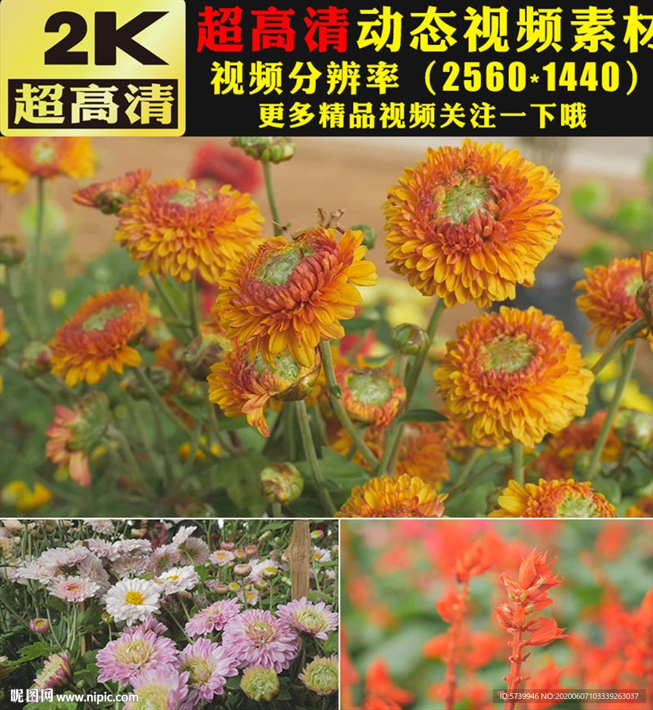 唯美春天鲜花花朵盛开视频素材