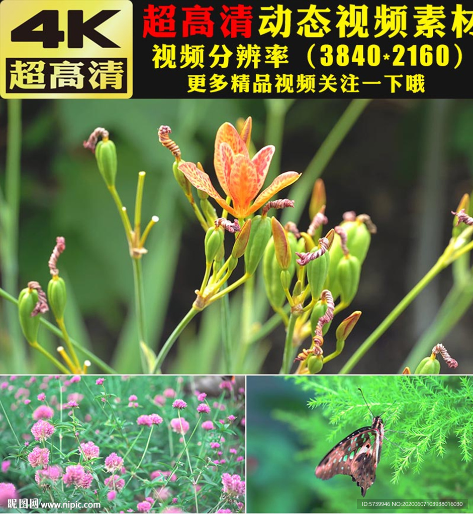 4K蝴蝶花朵春天大自然视频素材