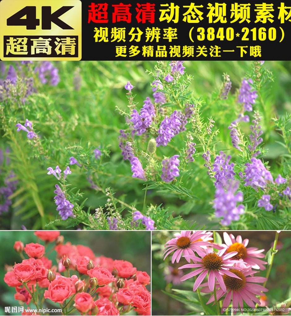 七彩鲜花花园春天来了视频素材