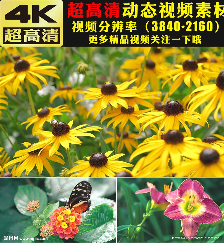 4K春暖花开极品鲜花花朵视频