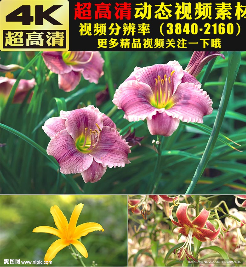 4K春天美景鲜花绽放特写视频