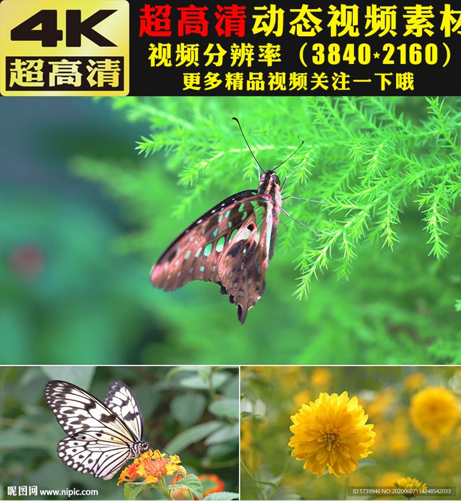 4K蝴蝶鲜花森林大自然景色视频