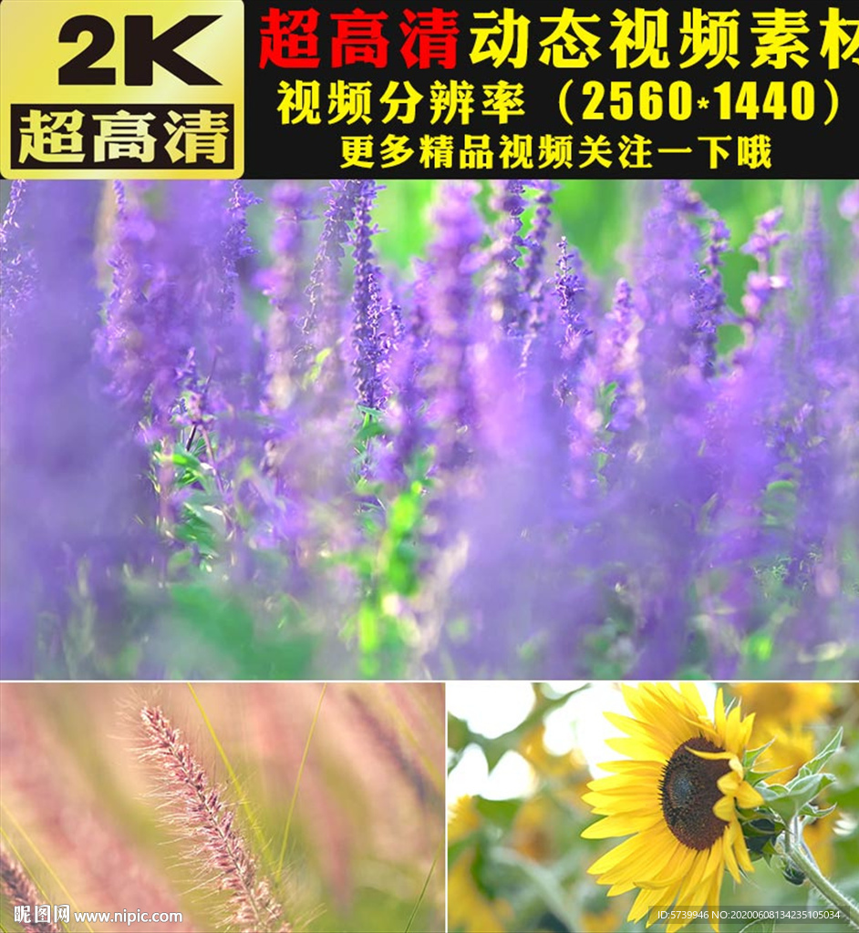 万紫千红鲜花盛开春天美景视频