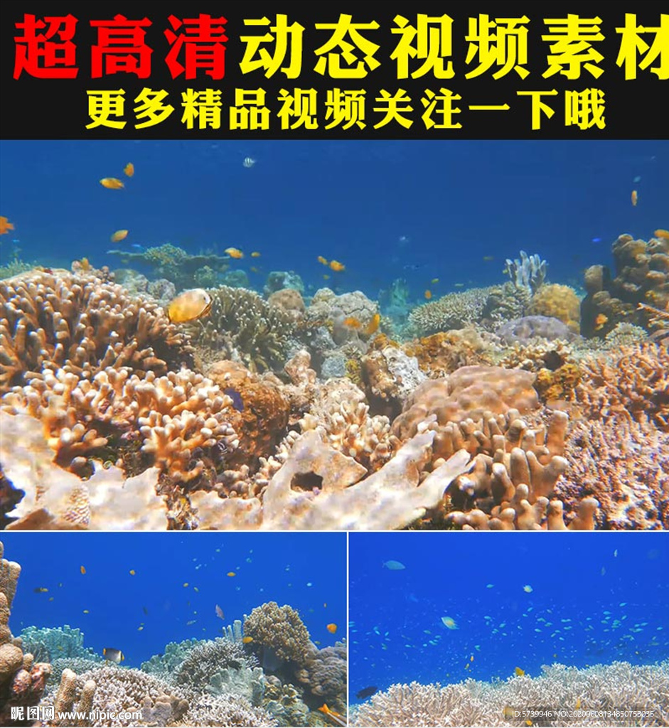 蓝色梦幻海底世界生物海藻视频