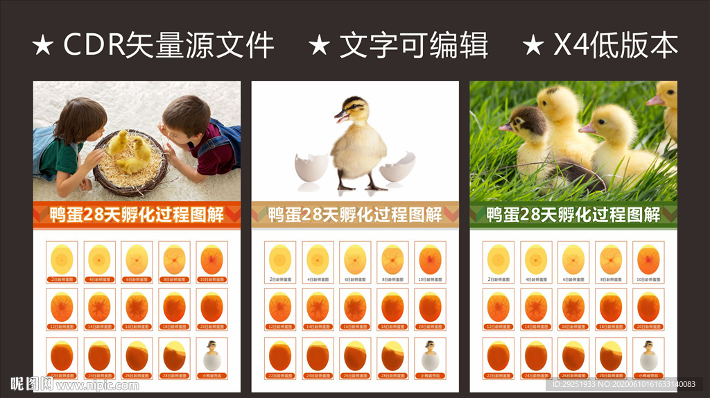 孵化过程图解