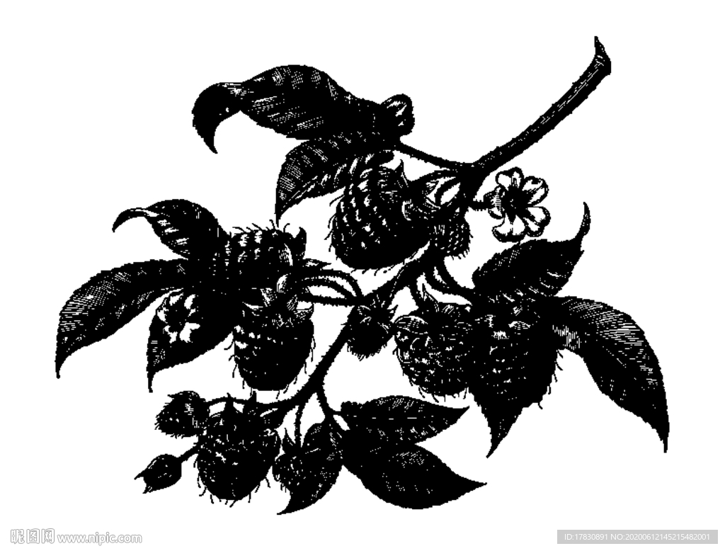 树莓覆盆子矢量线条素描插画