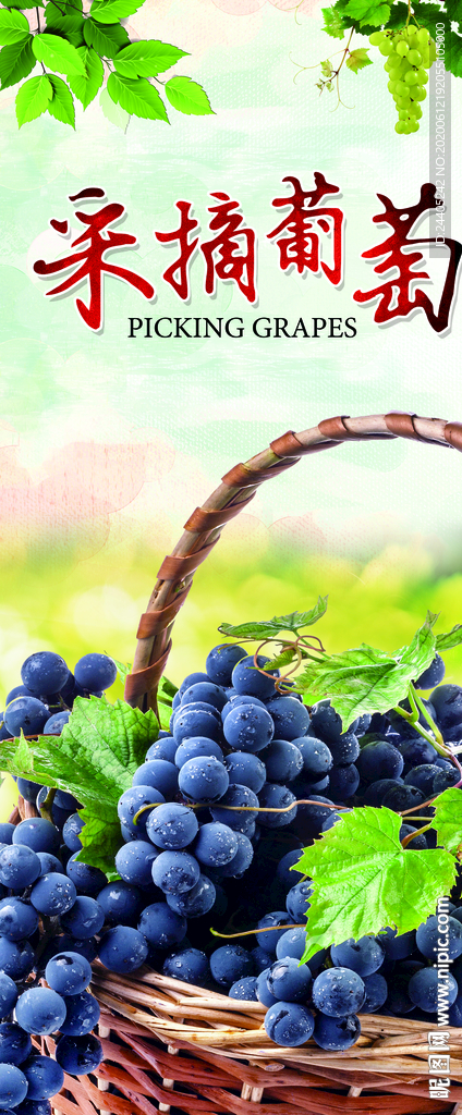 摘葡萄