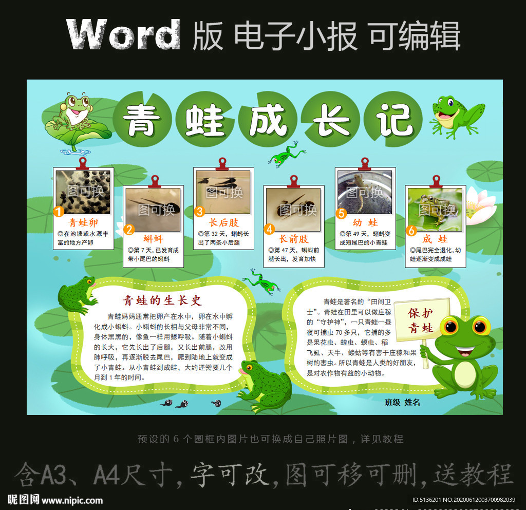 word版电子小报青蛙成长记