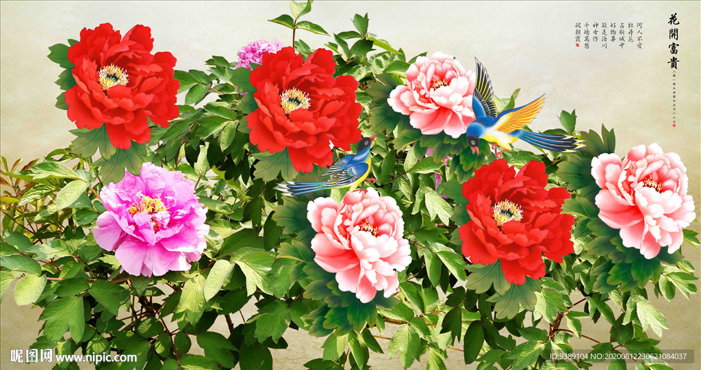 牡丹花