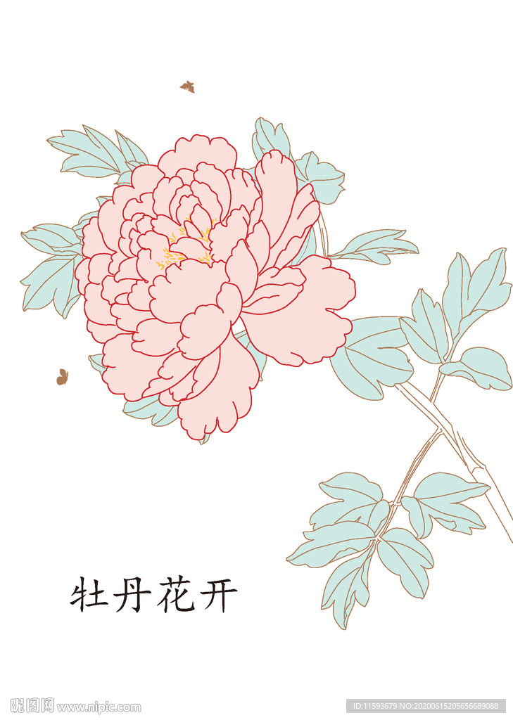 牡丹花