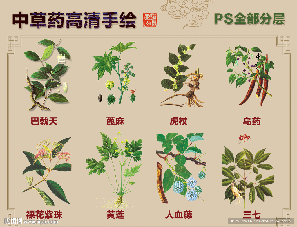 中草药手绘