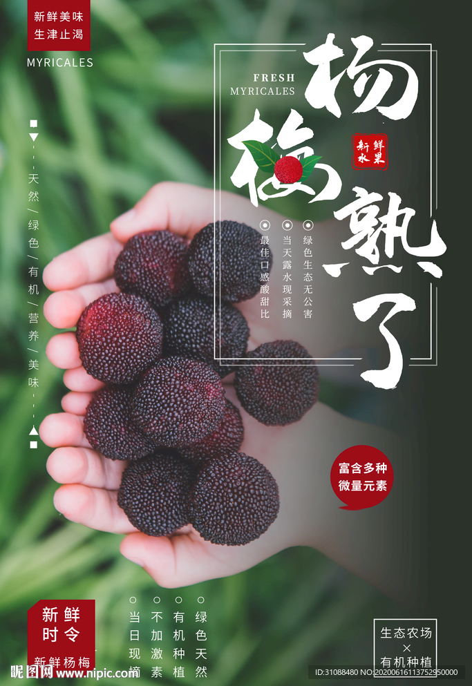 杨梅熟了海报 杨梅海报