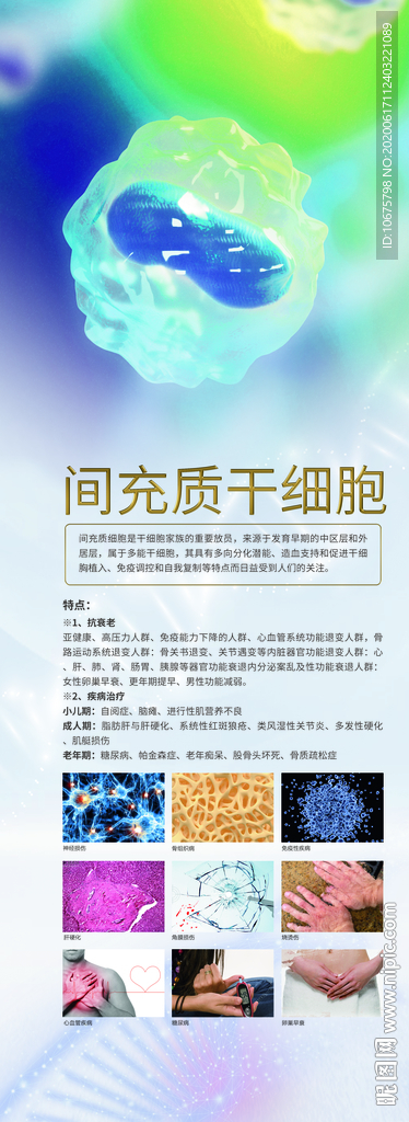 干细胞