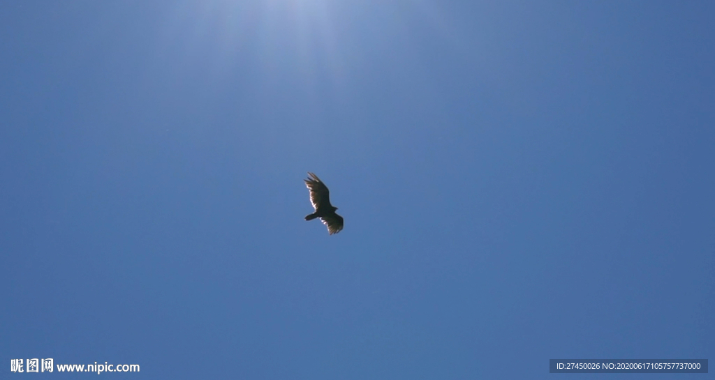 鹰在晴朗的天空中滑行