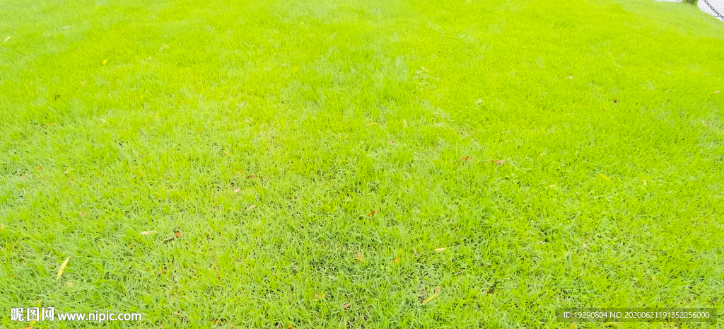 草坪