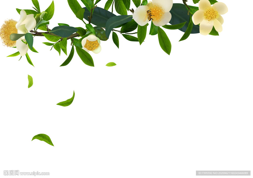 普洱茶花