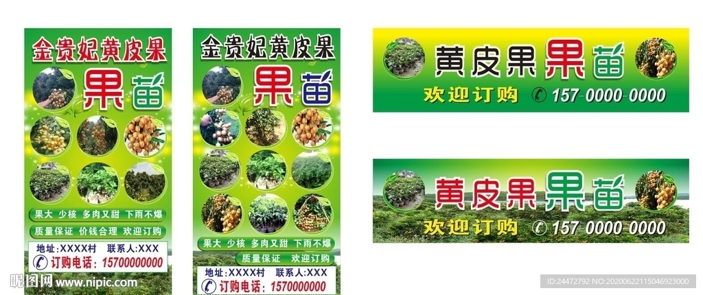 金贵妃黄皮果果苗