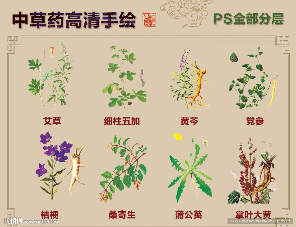 中草药手绘