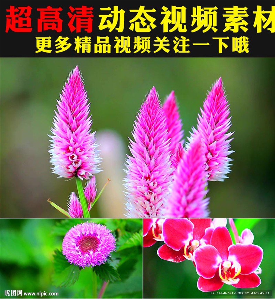 鲜花盛开蜜蜂蝴蝶春天景色视频