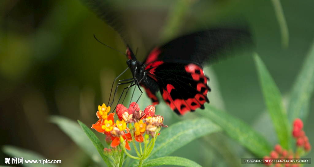 黑色和红色的蝴蝶在花上飘扬
