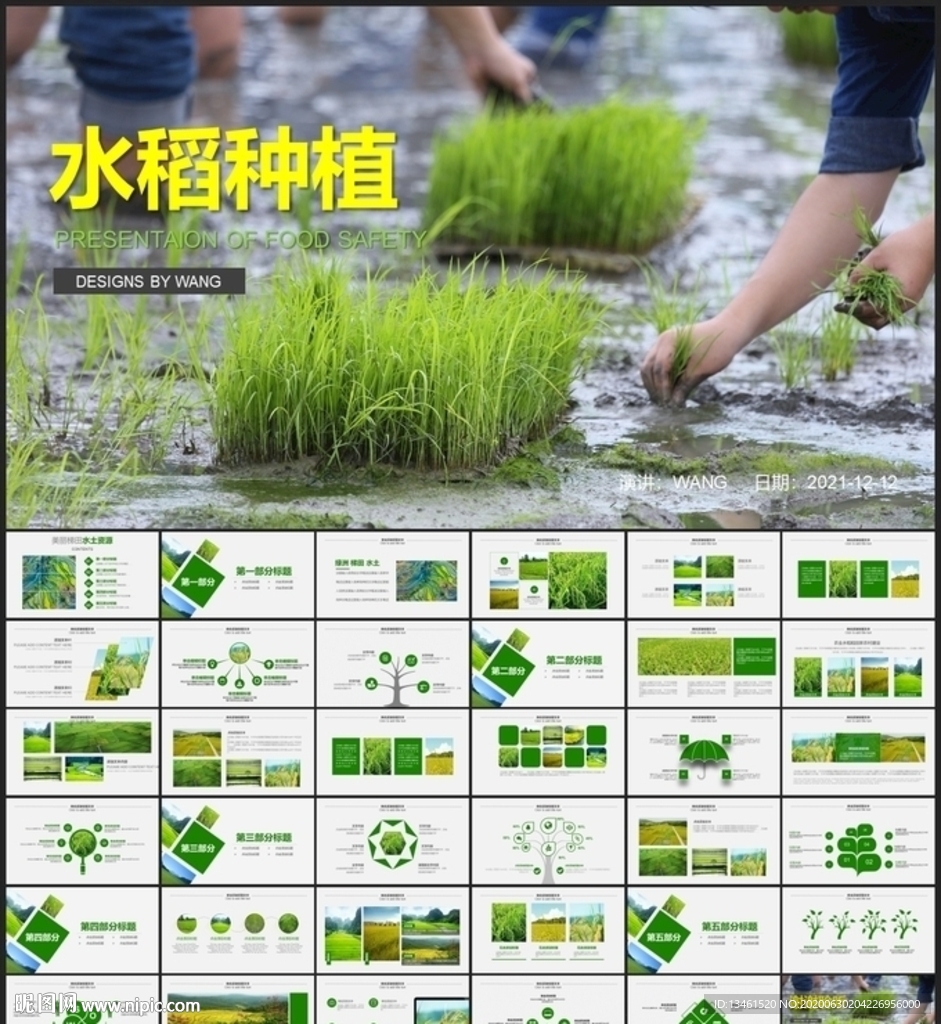 水稻种植稻田麦田PPT