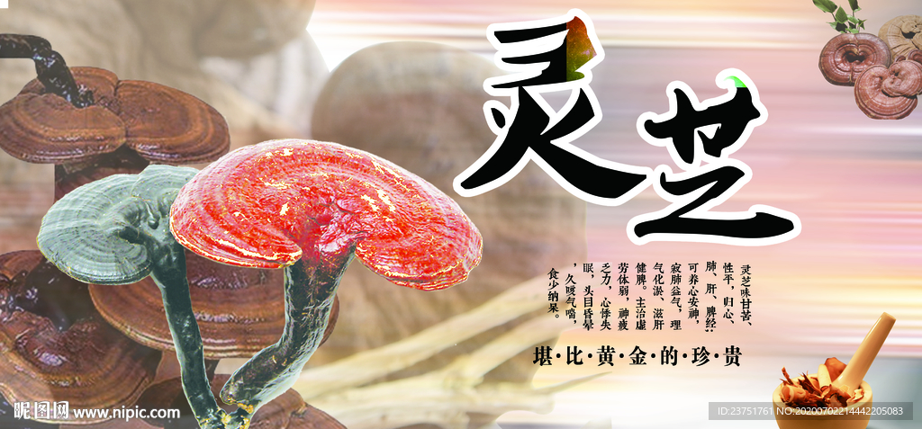 灵芝图片