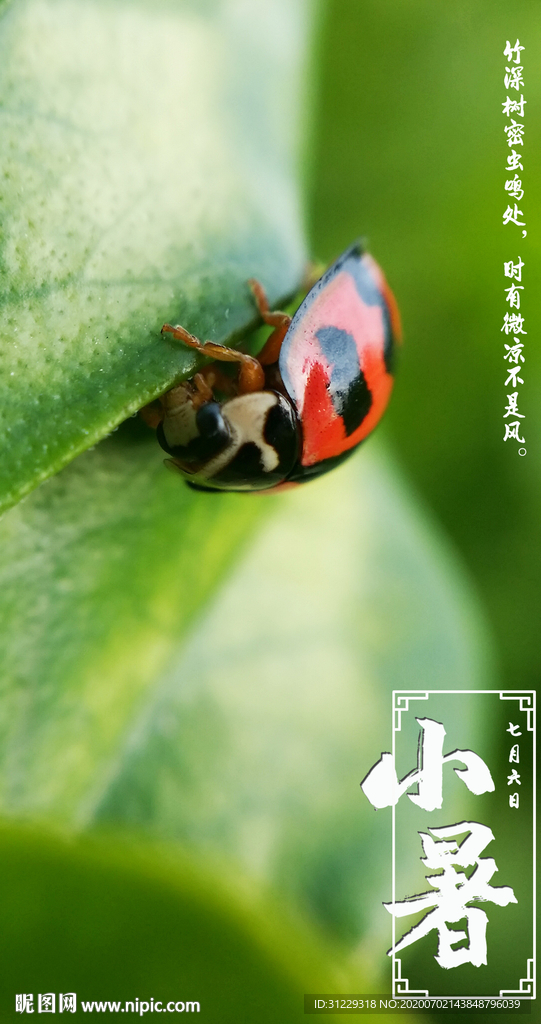 夏季动物昆虫小暑节气摄影海报