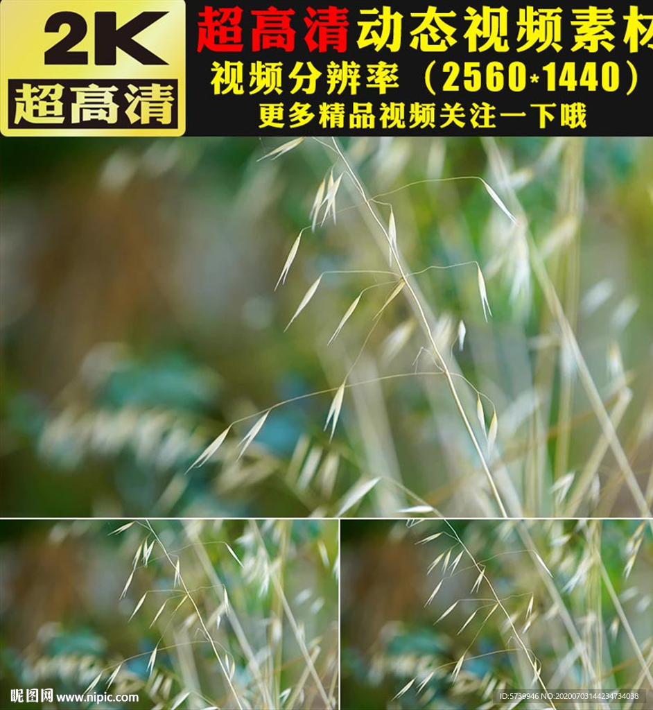 野草青草叶子实拍视频素材