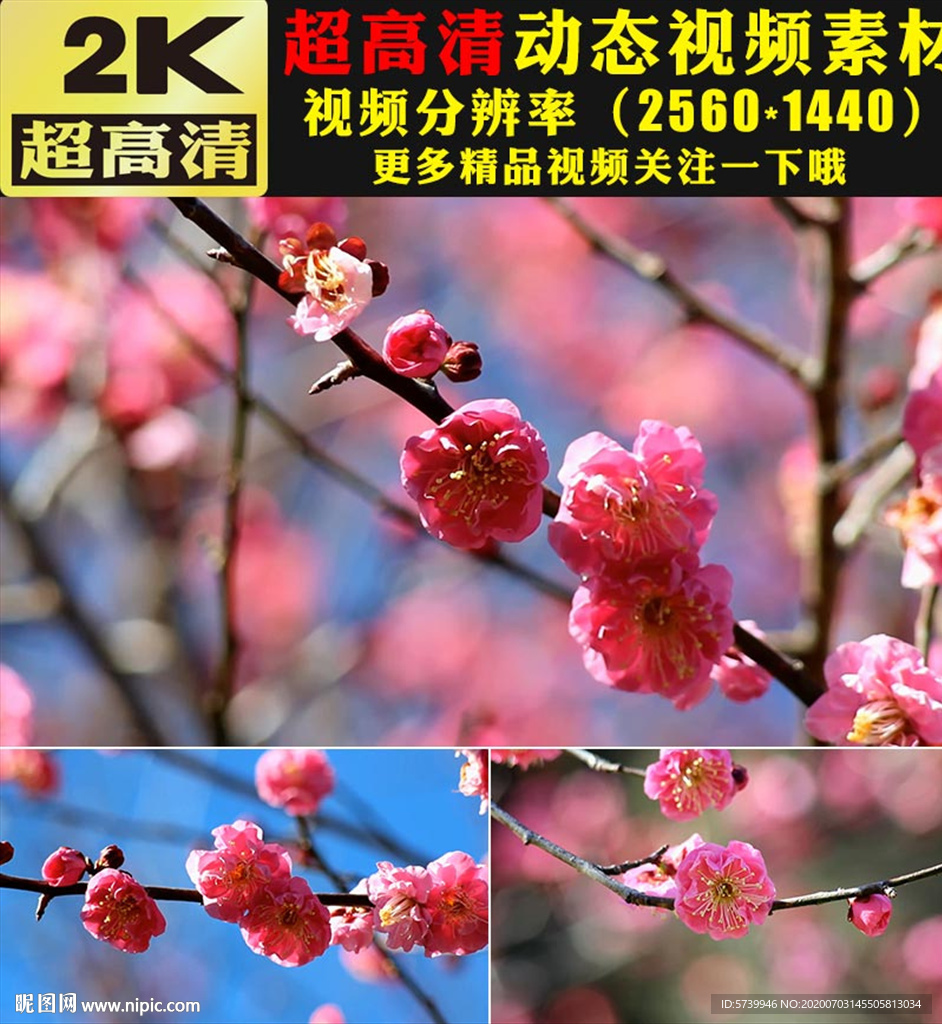 万紫千红鲜花盛开春天美景视频