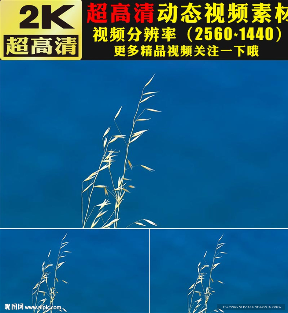 唯美野外植物小草芦苇空镜头视频