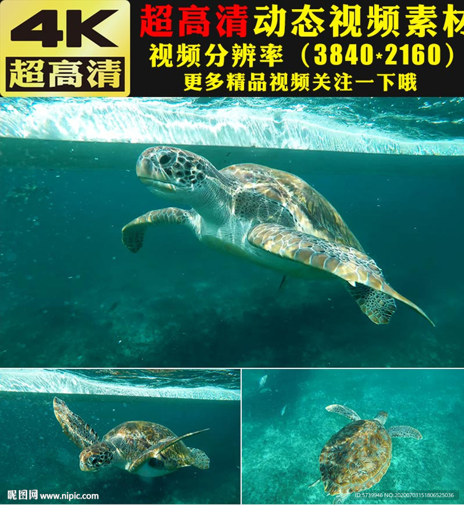 蓝色海底世界海龟游动视频素材