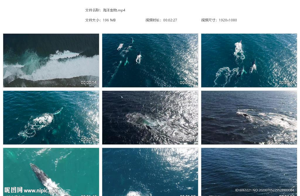 大海日出大海蓝天鲸鱼 蓝鲸虎鲸