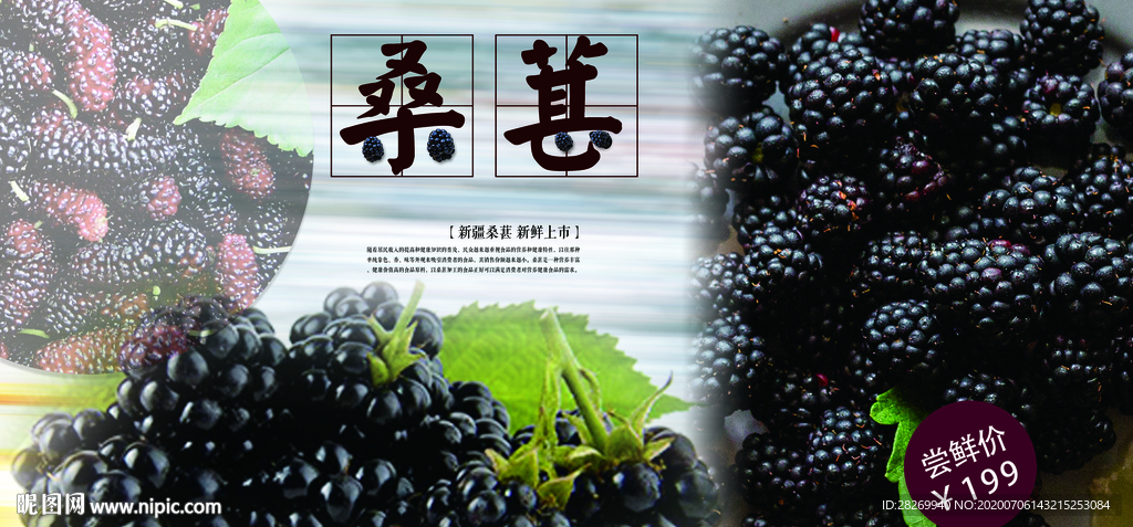 桑葚采摘