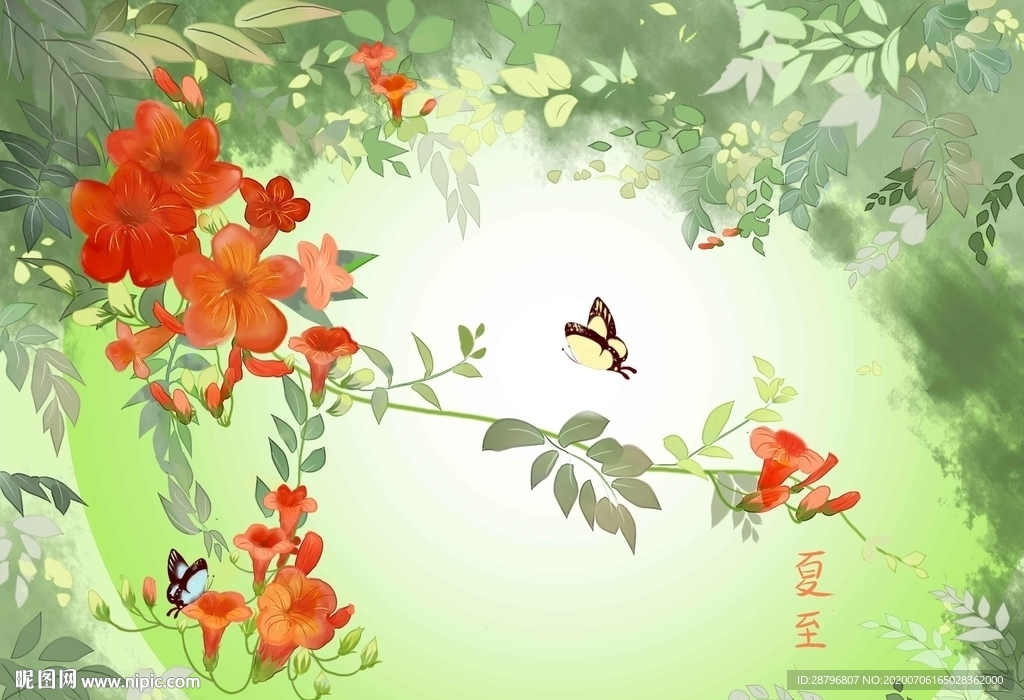 夏至凌霄花