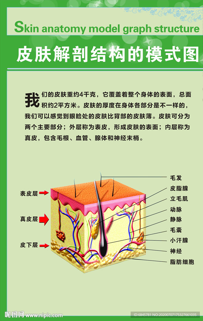 皮肤结构 构造