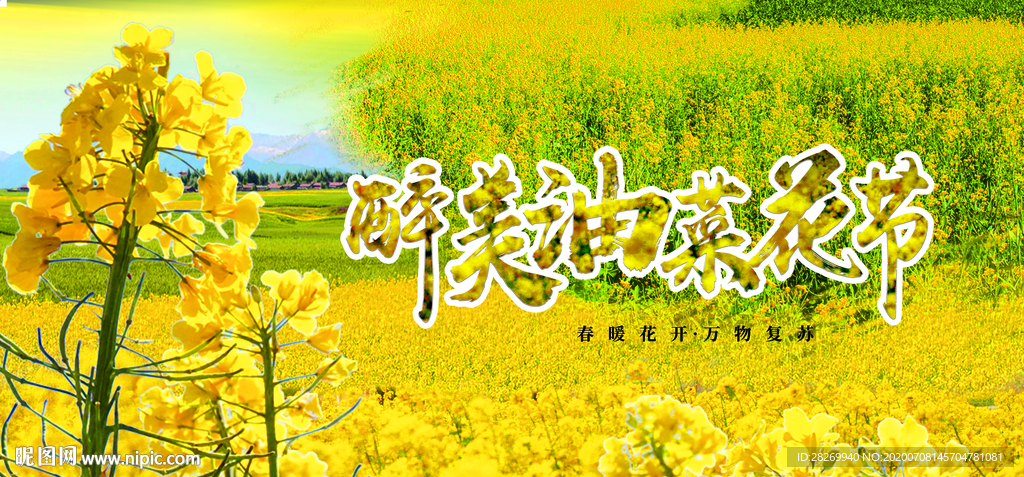 油菜花