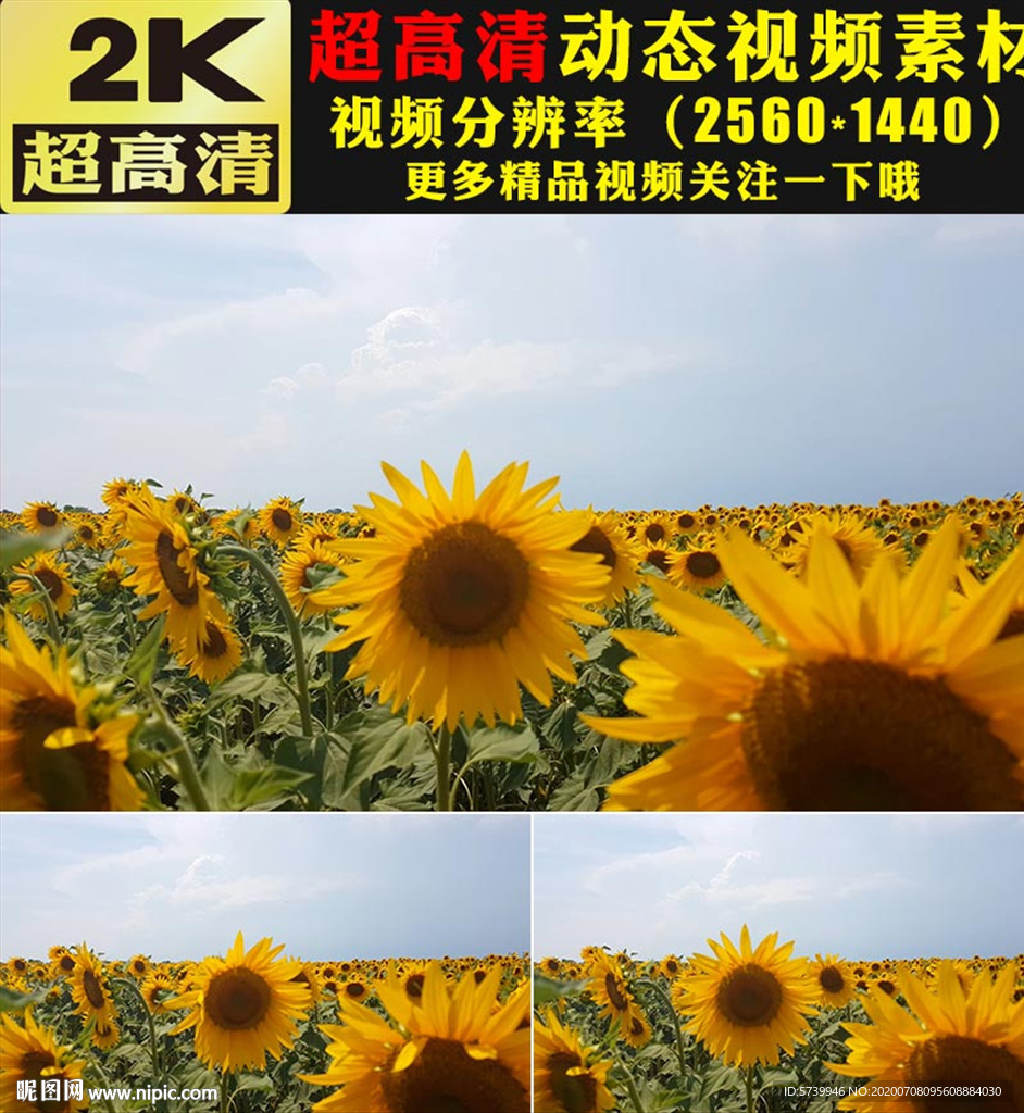向日葵太阳花花海植物实拍视频