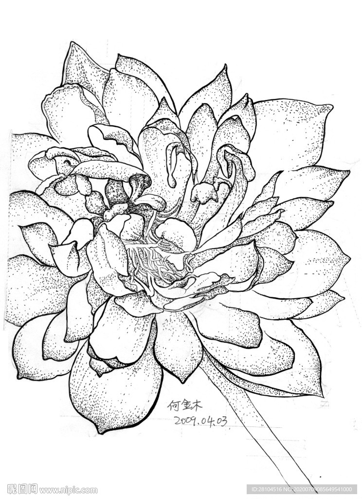 荷花白描写生